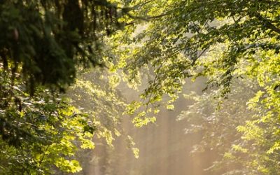 Politische Wanderung der SPD Schleiden